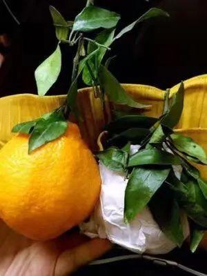 娱乐吃瓜酱四川眉山,眉山美食之旅，探寻四川风情