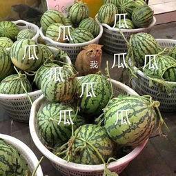 娱乐吃瓜壁纸高清图片